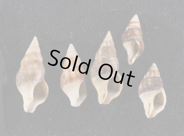 画像1: チャガスリツノマタ (仮称) (1)