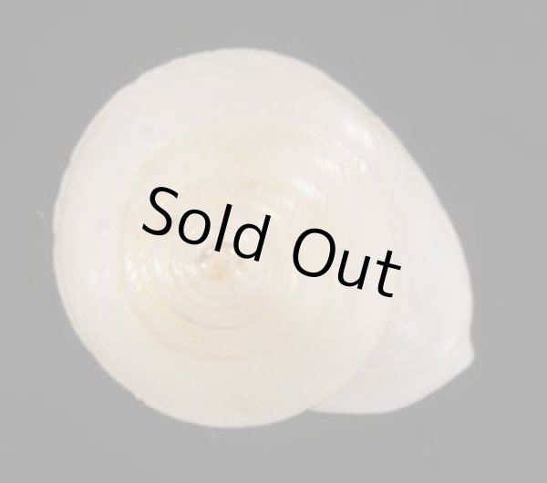 画像2: シロパプアマイマイ (仮称) (2)