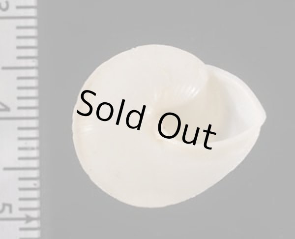 画像3: シロパプアマイマイ (仮称) (3)