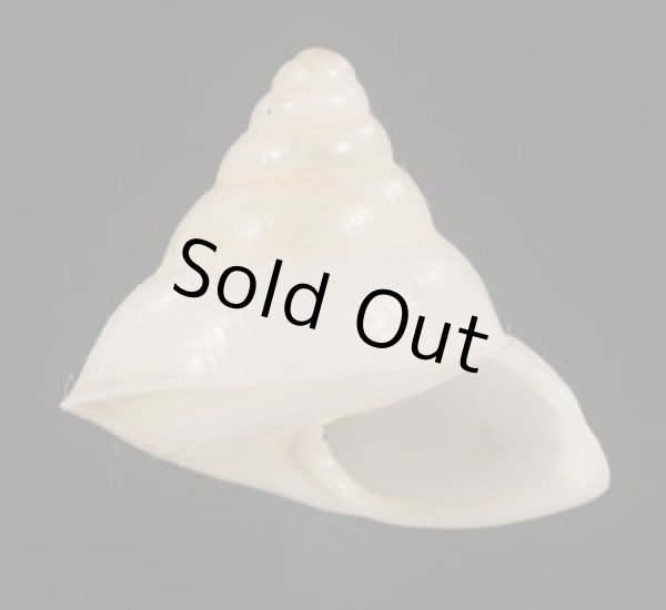 画像1: シロパプアマイマイ (仮称) (1)