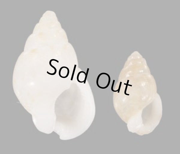 画像1: オカモトムシロ (1)