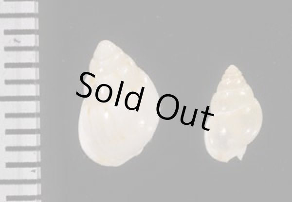 画像2: オカモトムシロ (2)