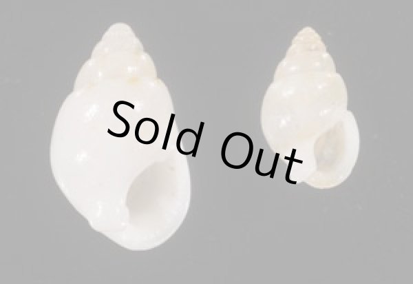 画像1: オカモトムシロ (1)