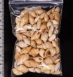 アルゴア湾沖貝殻セット fig.2