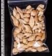 アルゴア湾沖貝殻セット fig.2