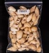 アルゴア湾沖貝殻セット fig.1