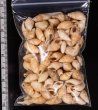 アルゴア湾沖貝殻セット fig.2