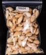 アルゴア湾沖貝殻セット fig.1