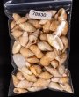 アルゴア湾沖貝殻セット fig.1