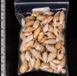 アルゴア湾沖貝殻セット fig.2