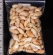 アルゴア湾沖貝殻セット fig.2