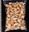 アルゴア湾沖貝殻セット fig.2