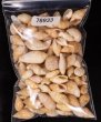アルゴア湾沖貝殻セット fig.1