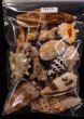 ジャワ島の貝殻セット fig.1