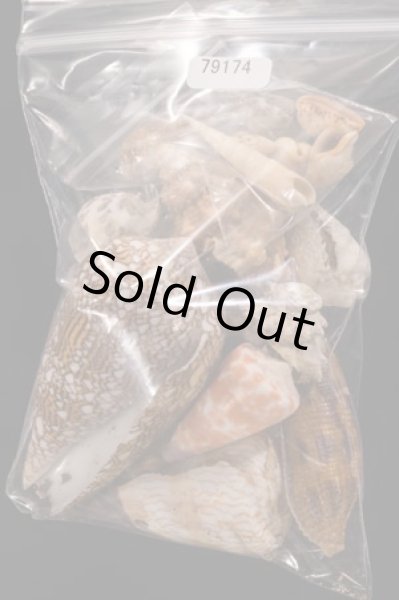 ジャワ島の貝殻セット fig.1