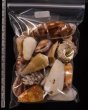 ジャワ島の貝殻セット fig.2