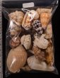 ジャワ島の貝殻セット fig.2