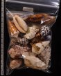 ジャワ島の貝殻セット fig.2
