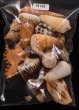 ジャワ島の貝殻セット fig.1