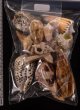 ジャワ島の貝殻セット fig.2