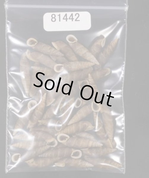 画像1: シーボルトコギセル  SALE! (1)