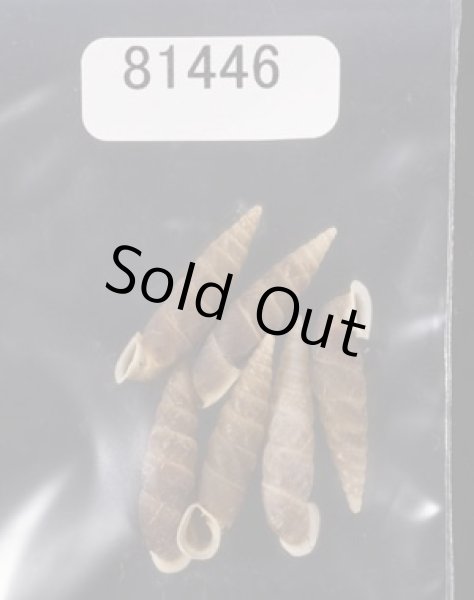 画像1: シーボルトコギセル　SALE! (1)