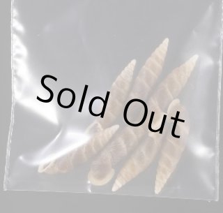 貝の店 美貝 貝殻 標本 販売