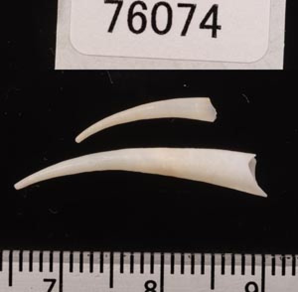 画像2: ミガキマルツノガイ (2)