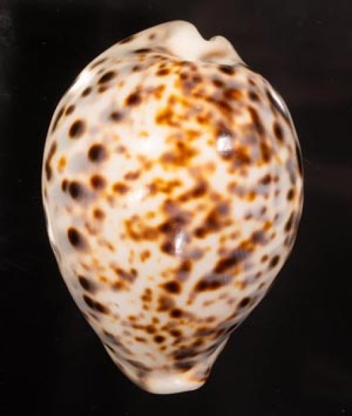 ホシダカラ Cypraea tigrisfig.1