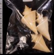 チマキボラ 特価 Thatcheria mirabilisfig.2