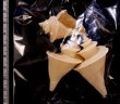 チマキボラ 特価 Thatcheria mirabilisfig.2