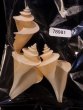 チマキボラ 特価 Thatcheria mirabilisfig.1