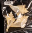 チマキボラ(枕崎) Thatcheria mirabilisfig.1
