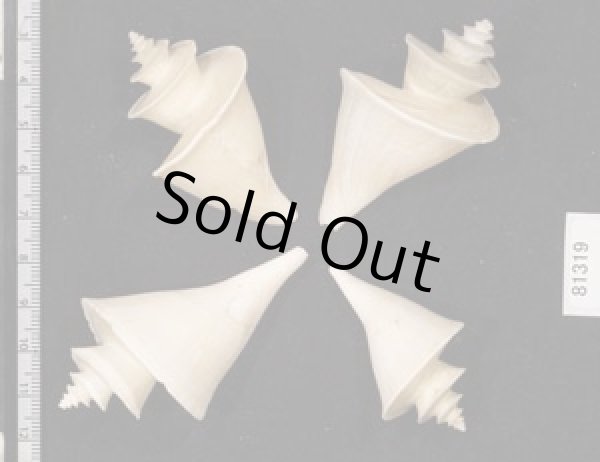 画像2: チマキボラ SALE! (2)