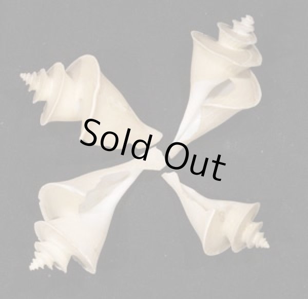 画像1: チマキボラ SALE! (1)