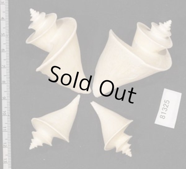 画像2: チマキボラ SALE! (2)