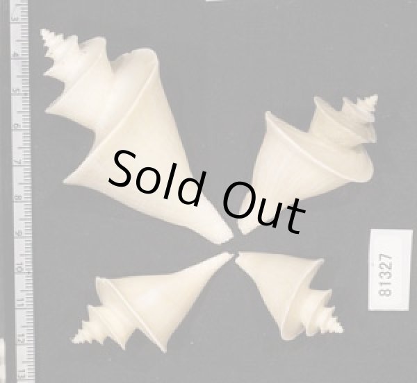 画像2: チマキボラ SALE! (2)