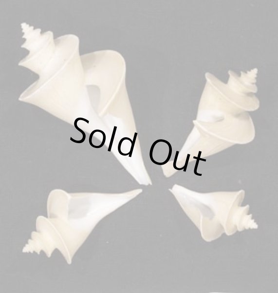 画像1: チマキボラ SALE! (1)