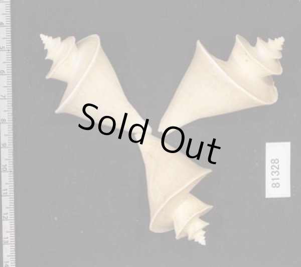 画像2: チマキボラ SALE! (2)