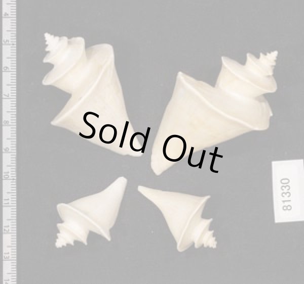 画像2: チマキボラ SALE! (2)