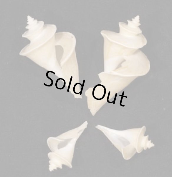 画像1: チマキボラ SALE! (1)