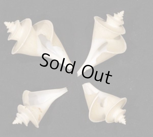 画像1: チマキボラ SALE! (1)