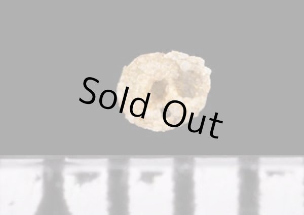 画像2: カタツムリトビケラの筒巣 (2)