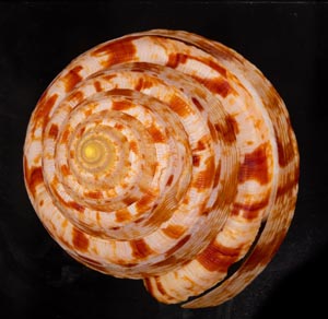 アダンソンオキナエビス　136ミリ
超美品 アダンソンオキナエビス 136ミリ 超美品 Microshells